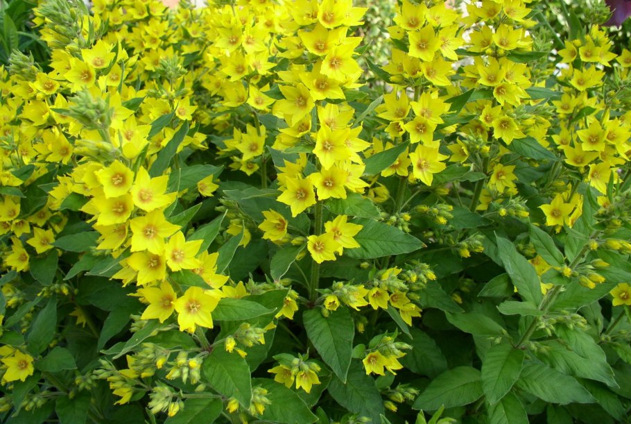 Вербейник монетчатый Ауреа