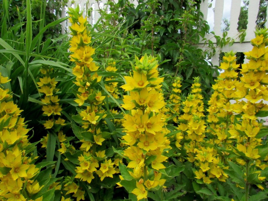 Вербейник точечный (Лизимахия)