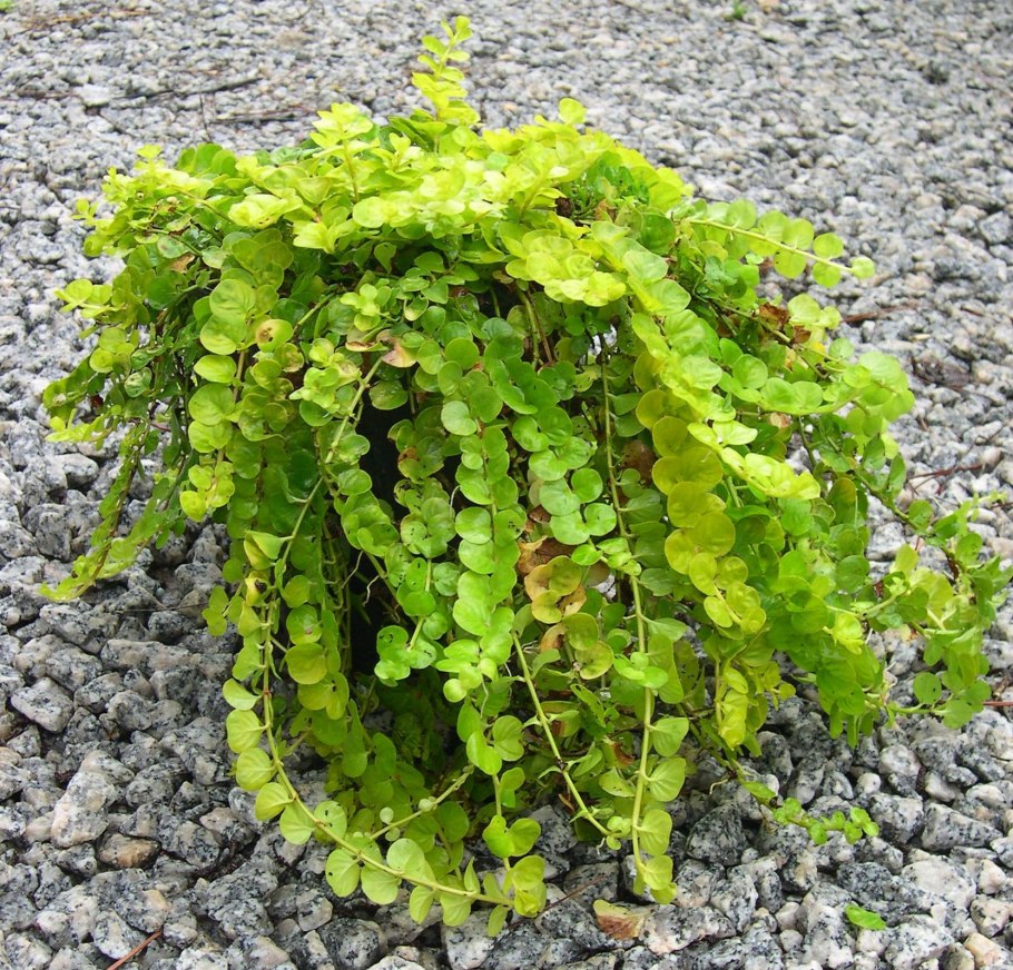 Вербейник Лизимахия