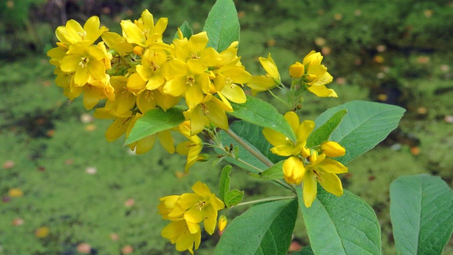 Вербейник обыкновенный Lysimachia vulgaris