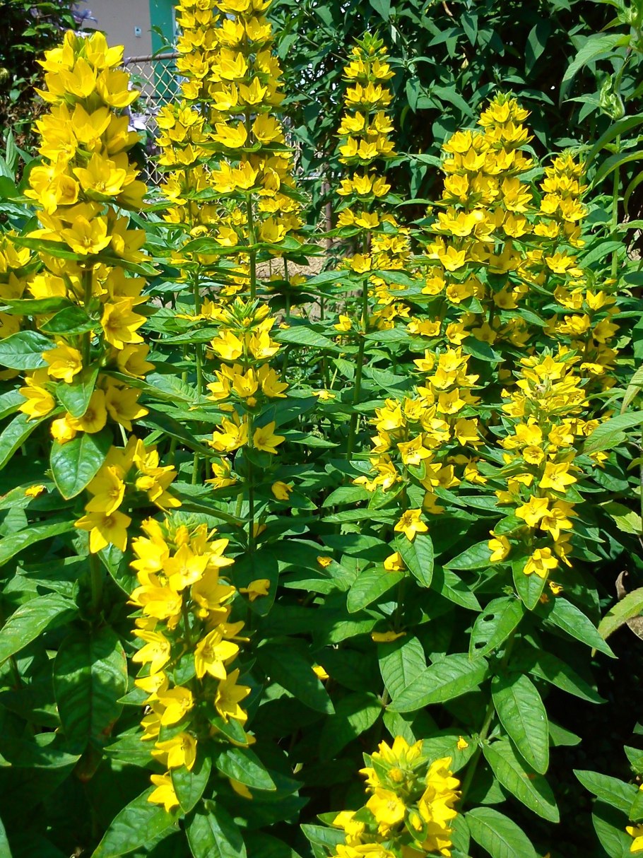 Вербейник Lysimachia punctata