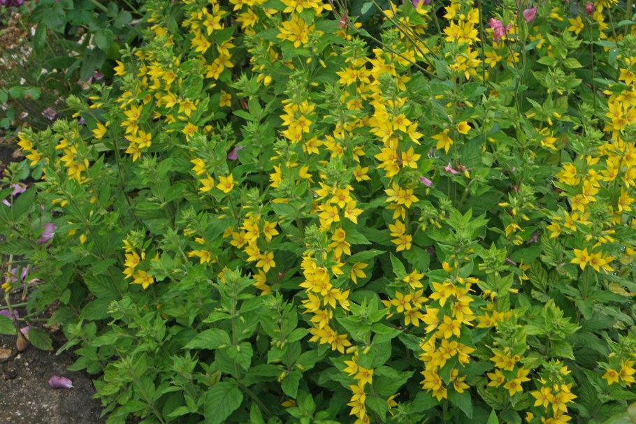 Лизимахия Голден Еллоу