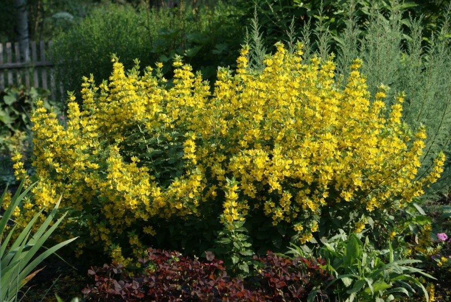 Лизимахия ампельная