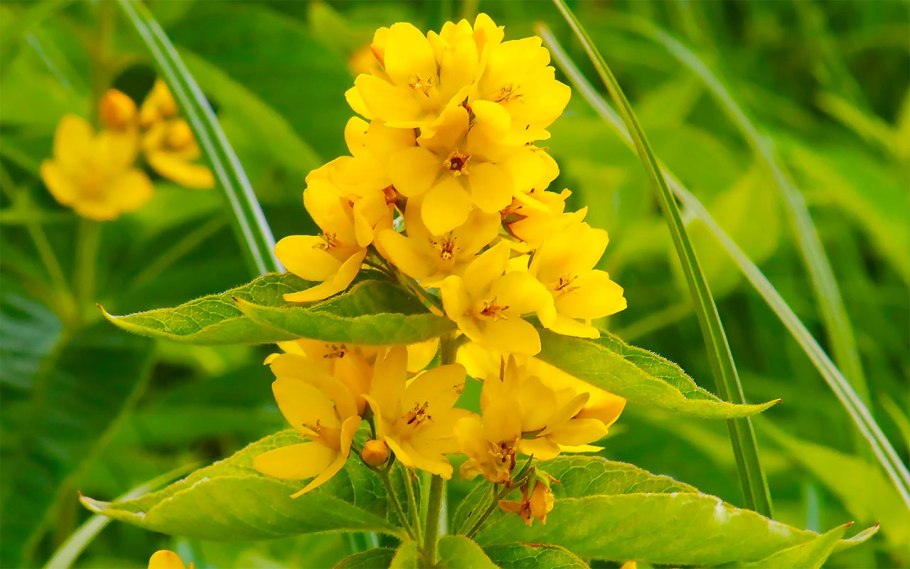 Вербейник монетчатый