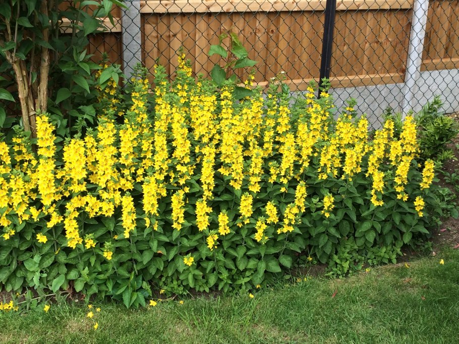 Lysimachia congestiflora