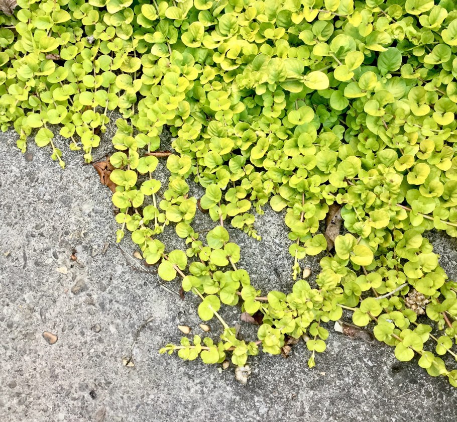 Вербейник Ландышевый медонос