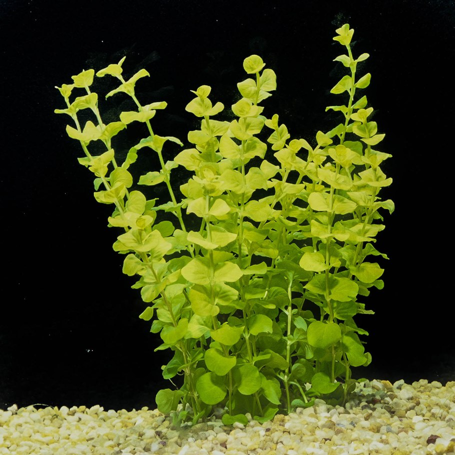 Вербейник монетчатый Goldilocks