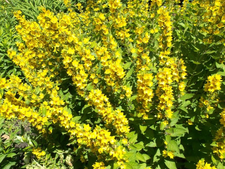 Вербейник обыкновенный Lysimachia vulgaris