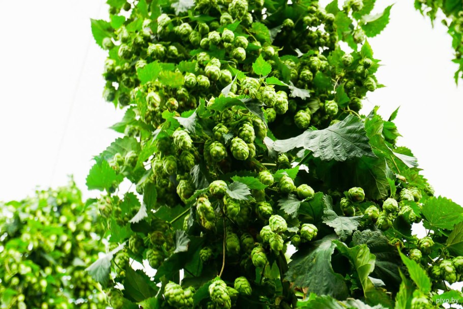 Хмель обыкновенный Лиана