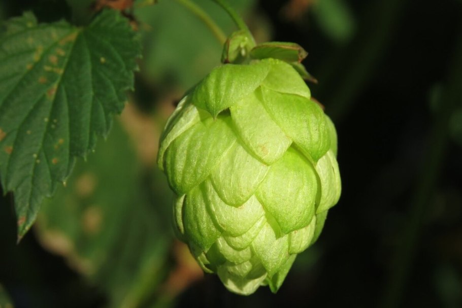 Хмель лазающий