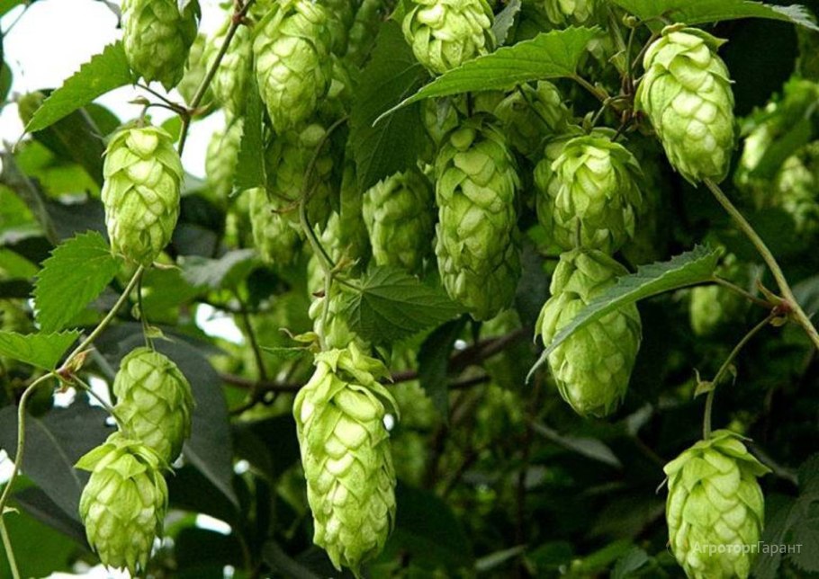 Хмель обыкновенный (Humulus lupulus l.)
