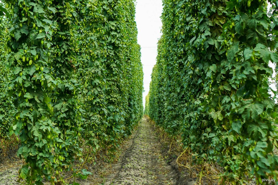 Плантация хмеля