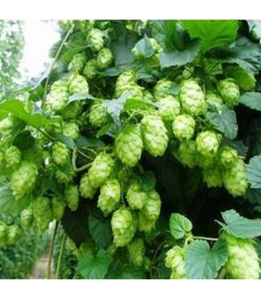 Хмель в руках