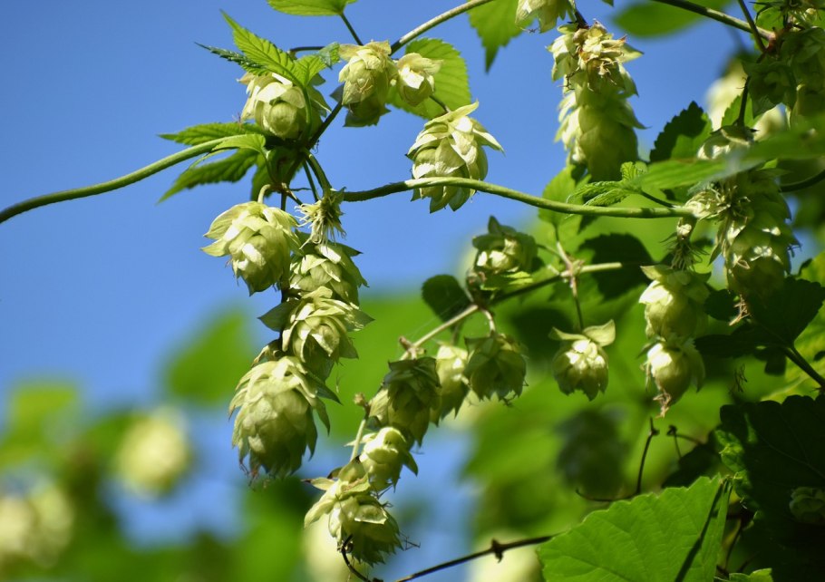 Хмель обыкновенный (Humulus lupulus)