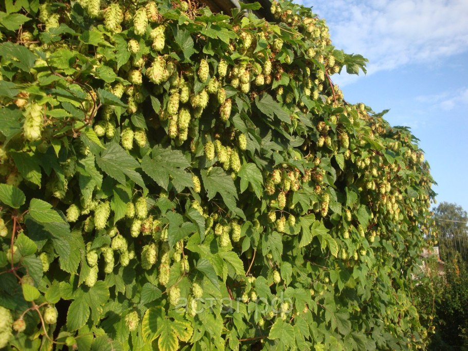 Хмель кустарник