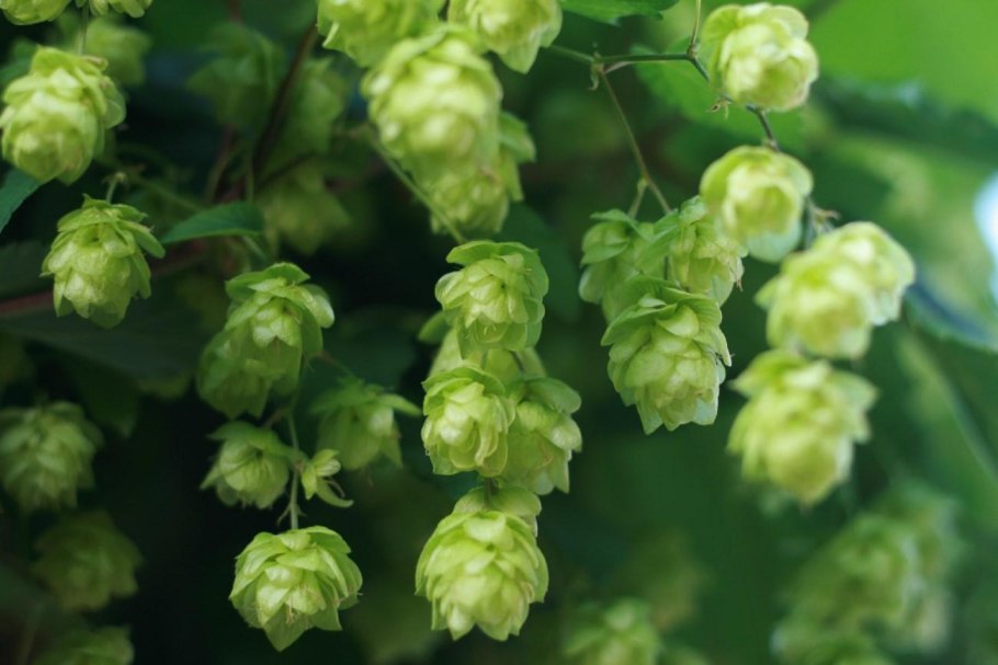 Hops Хмель