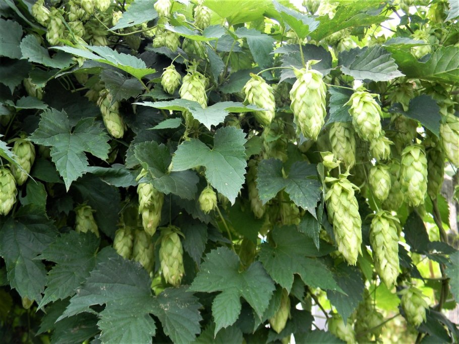 Хумулюс люпулюс