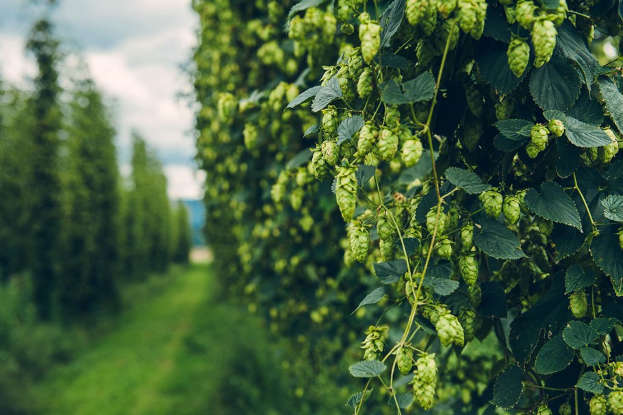 Хмель обыкновенный (Humulus lupulus)