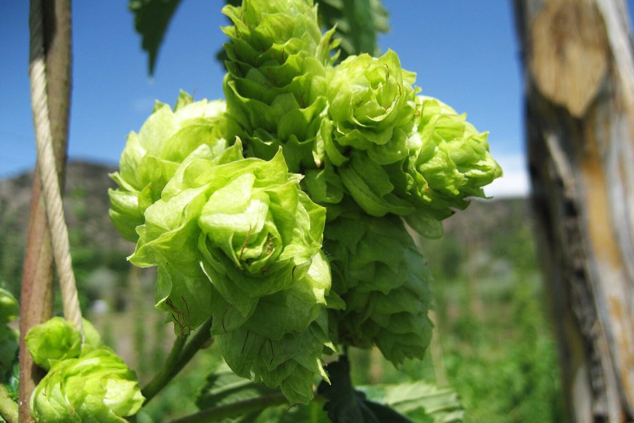 Хмель обыкновенный (Humulus lupulus)