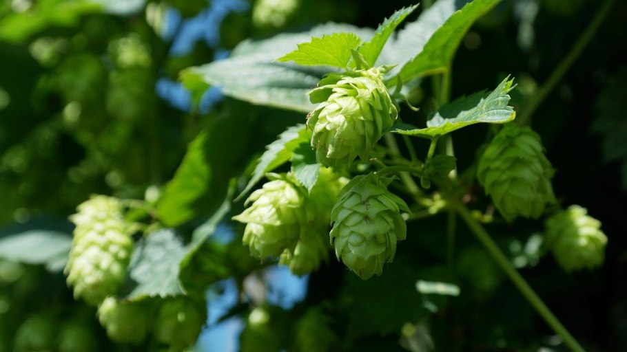 Хмель обыкновенный (Humulus lupulus)