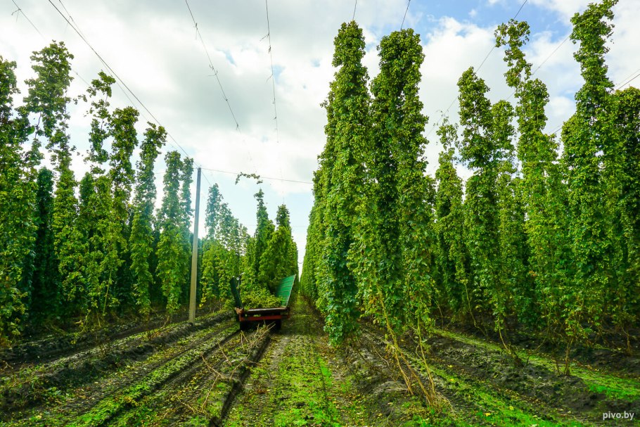 Хмель обыкновенный Лиана