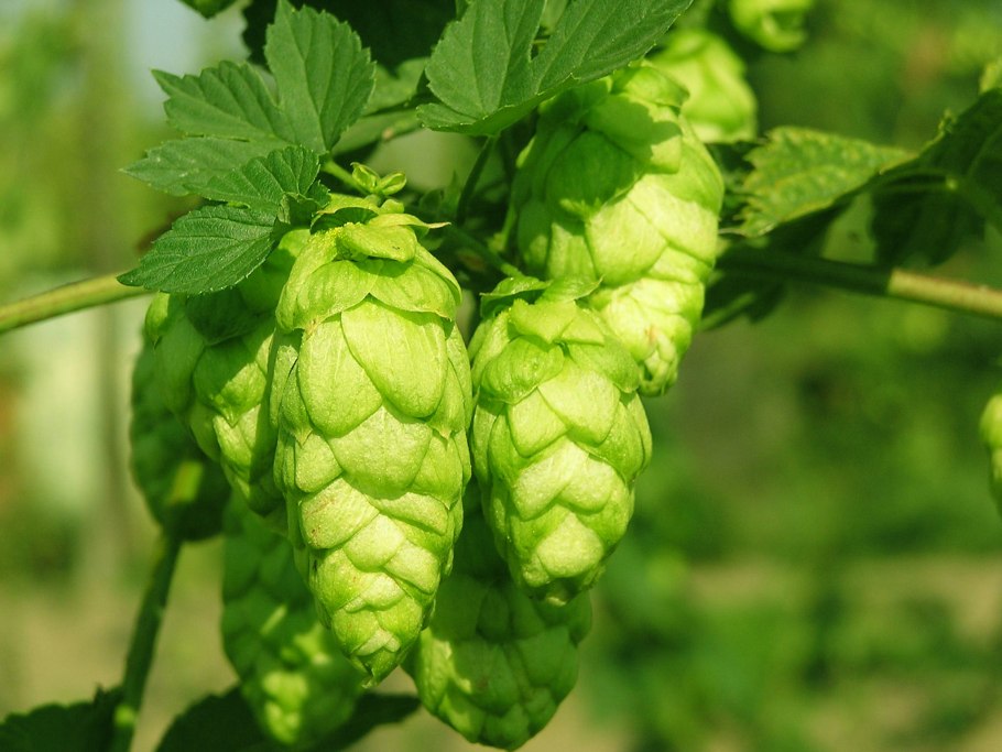 Хмель обыкновенный (Humulus lupulus)