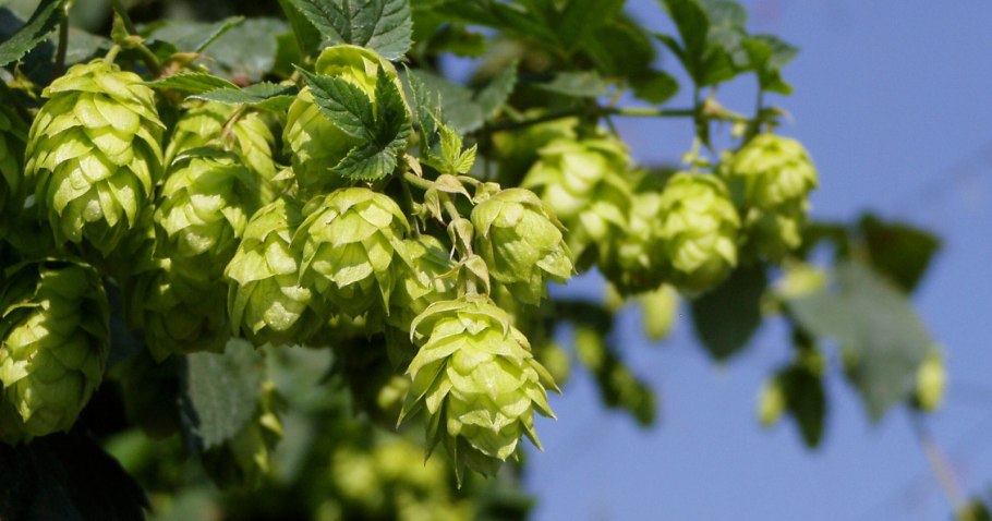 Соплодия хмеля обыкновенного