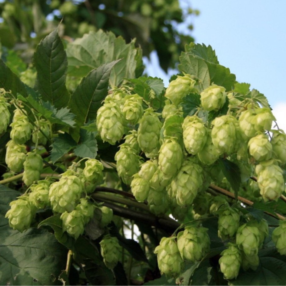 Humulus lupulus