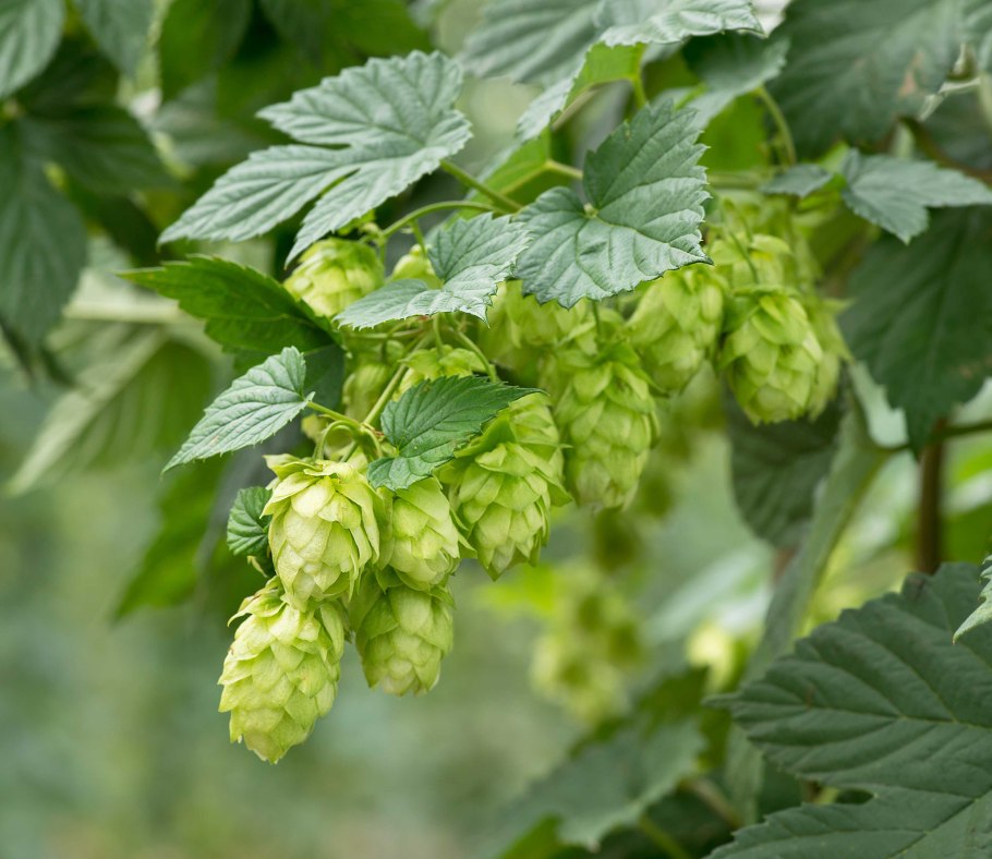 Хмель Hops семена