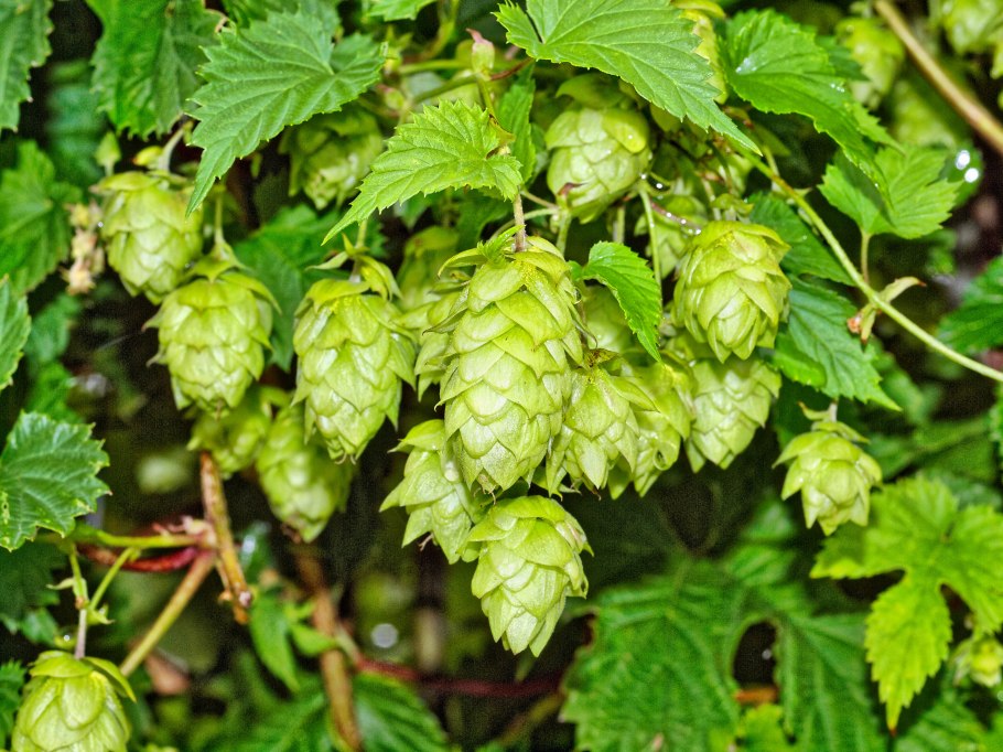 Humulus lupulus