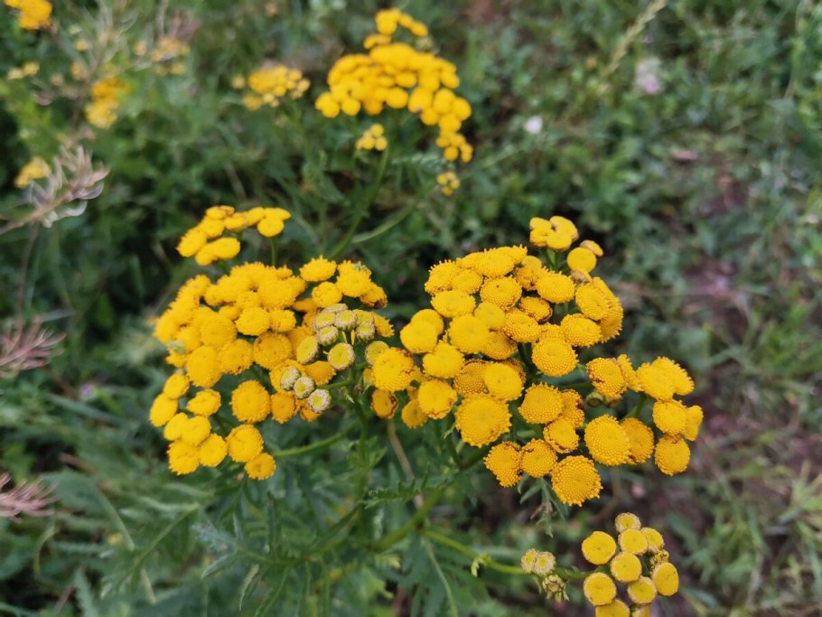 Пижма обыкновенная (Tanacetum vulgare)