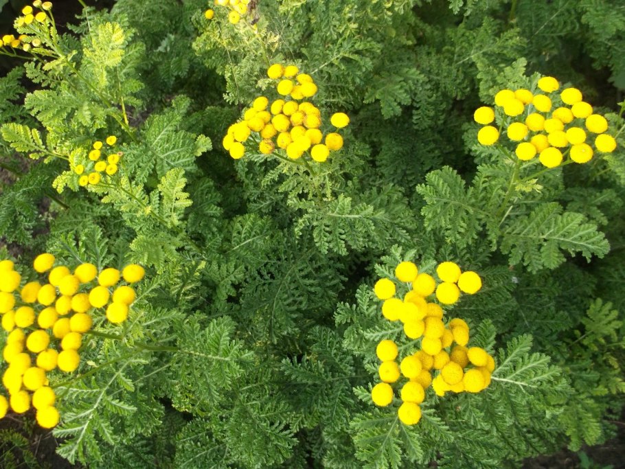 Пижма курчавая Криспа