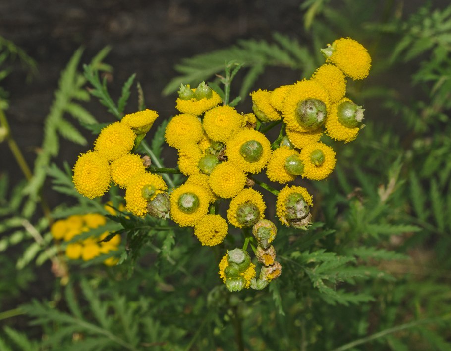 Tanacetum пижма