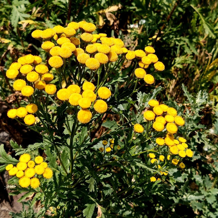 Пижма Хараджана