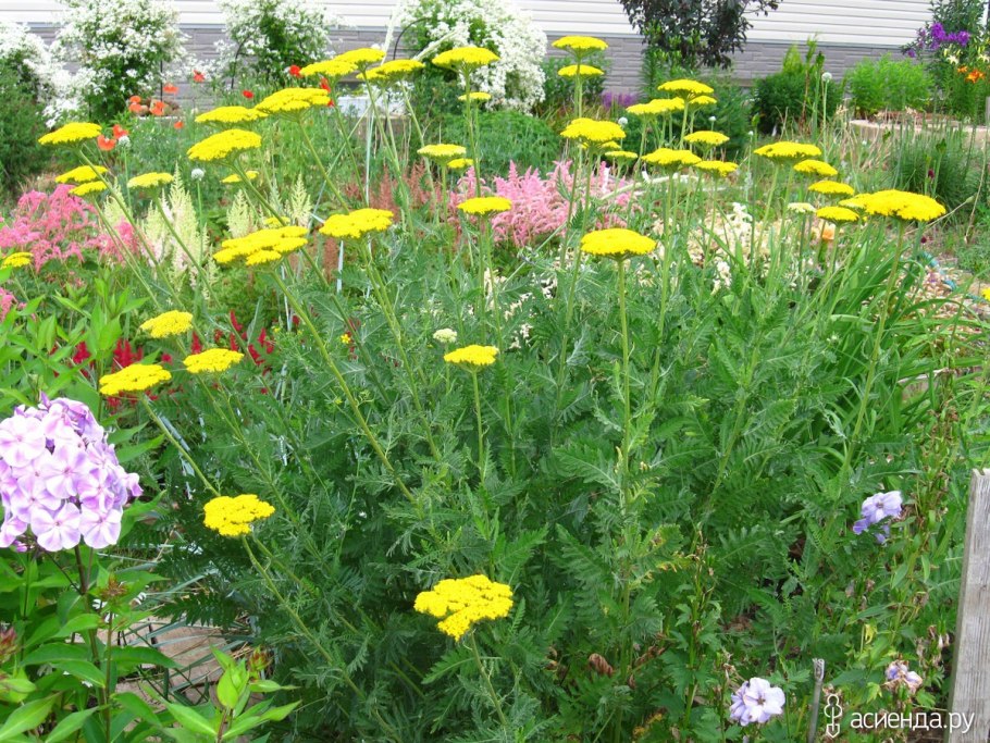 Тысячелистник таволговый сухоцвет