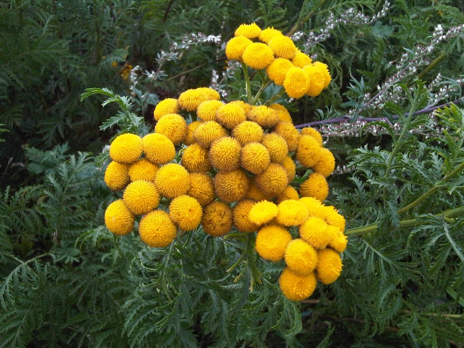 Tanacetum пижма