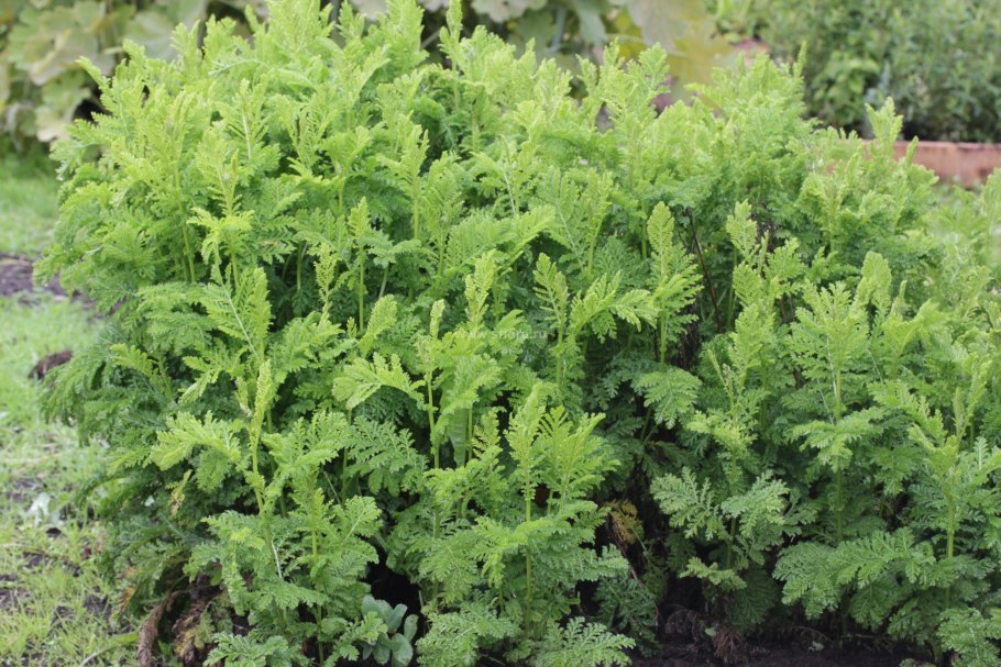 Пижма курчавая Криспа