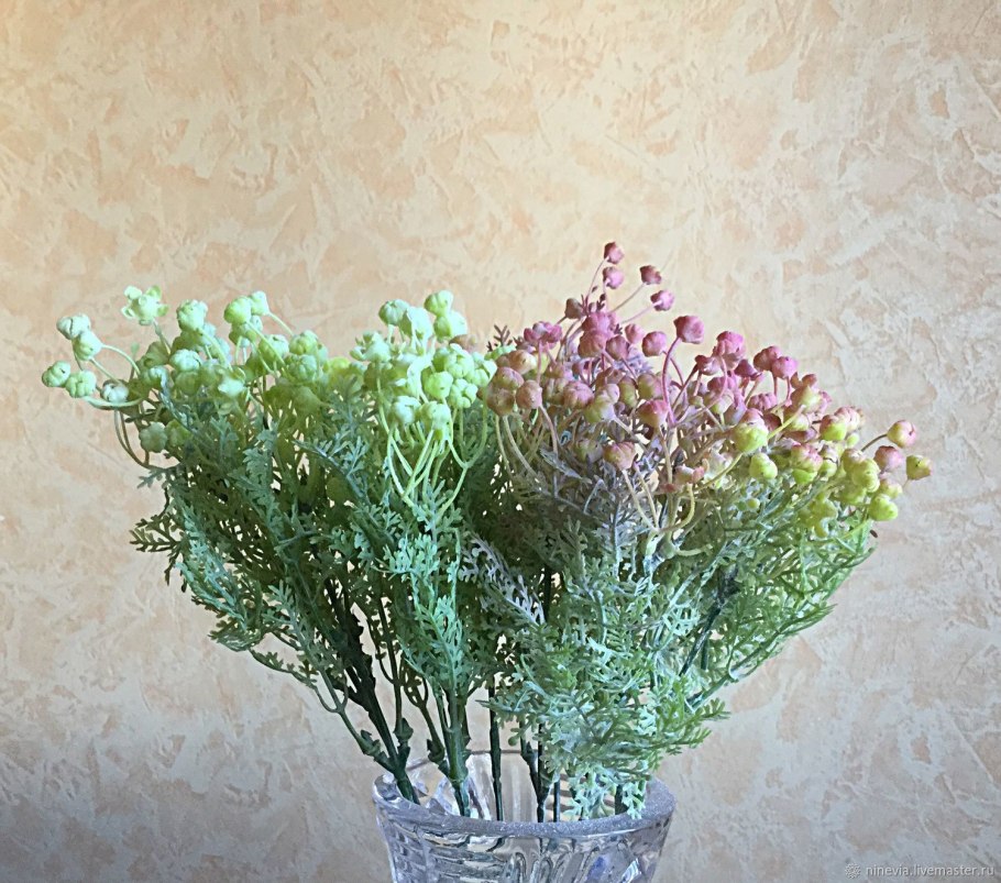 Пижма серебряное кружево