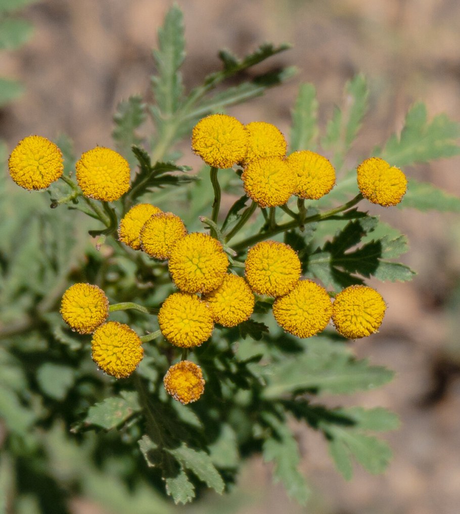 Пижма курчавая Криспа