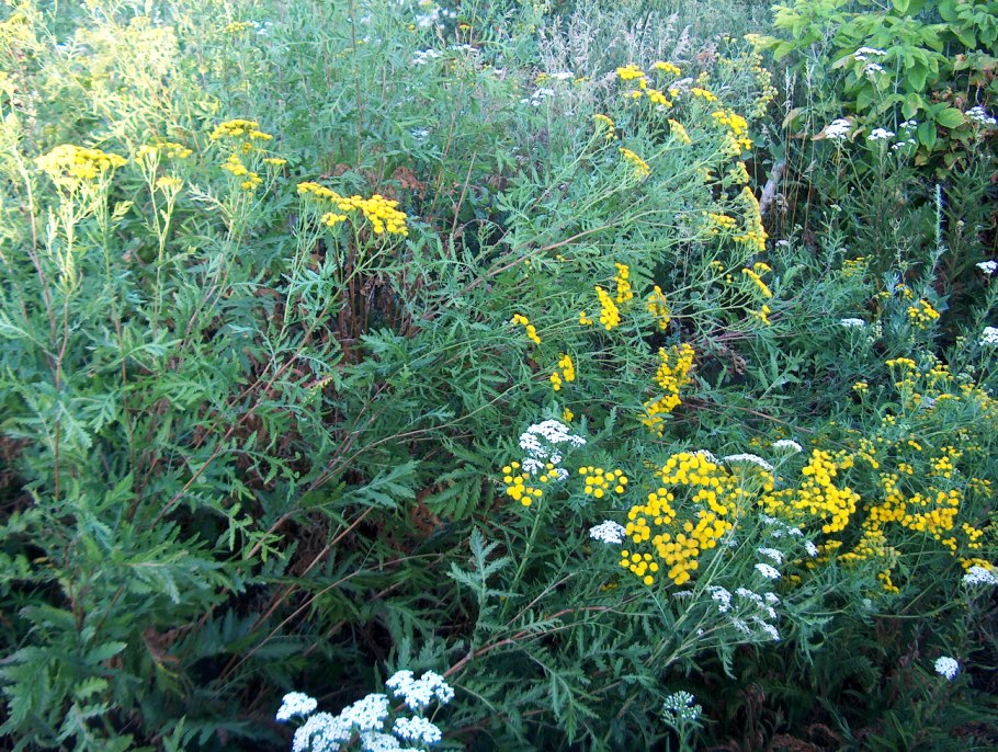 Пиретрум золотой шар