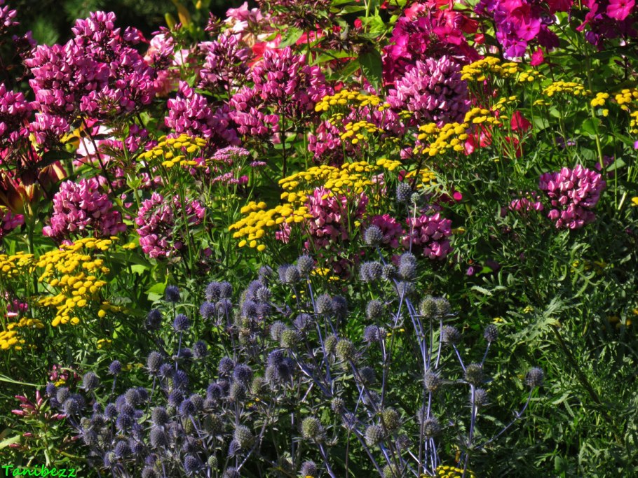 Пижма почвопокровная