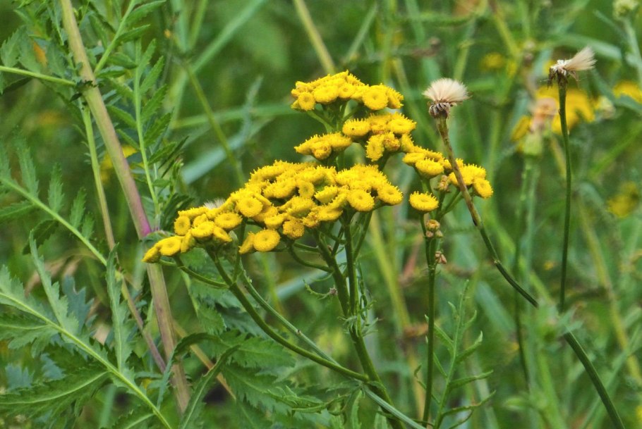 Пижма крупнолистная