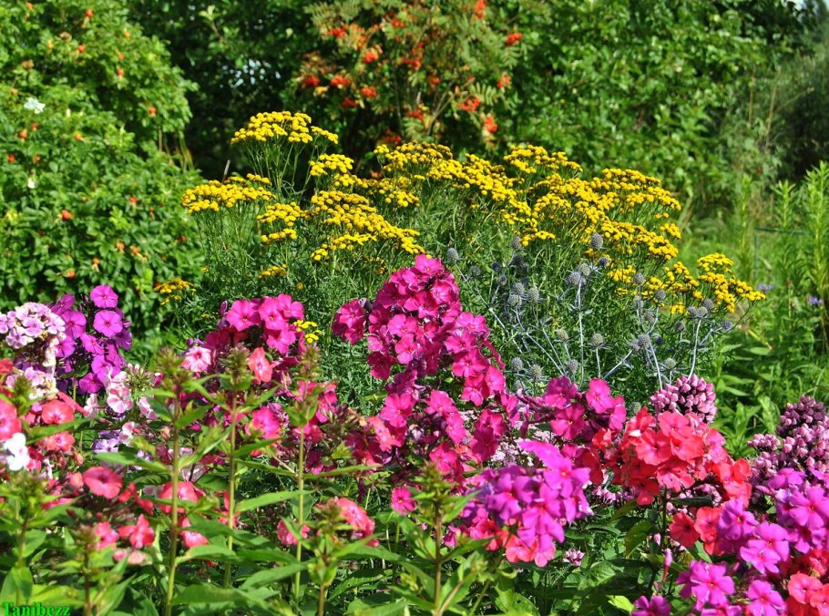 Пижма в цветнике