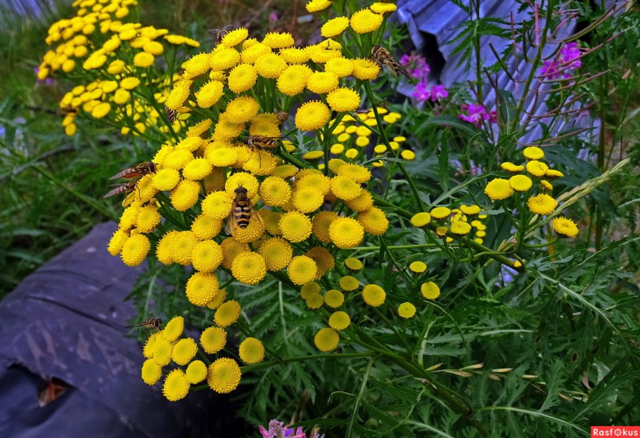Пижма бальзамическая калуфер