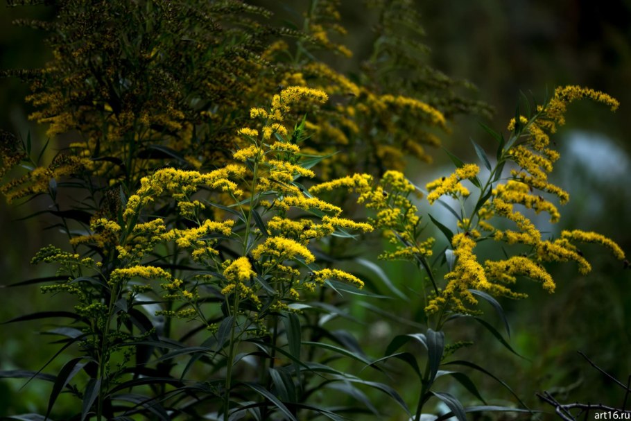 Пижма обыкновенная Криспа