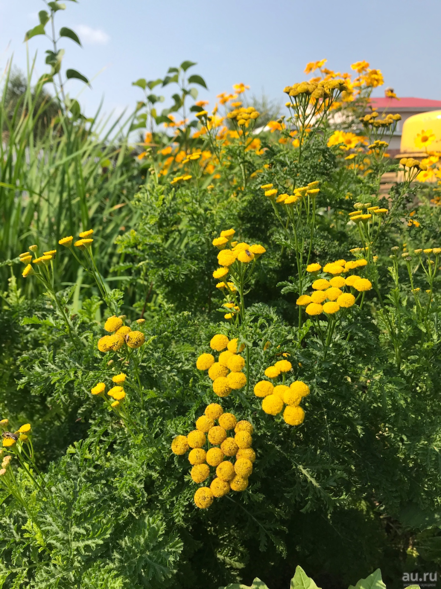 Пижма Хараджана