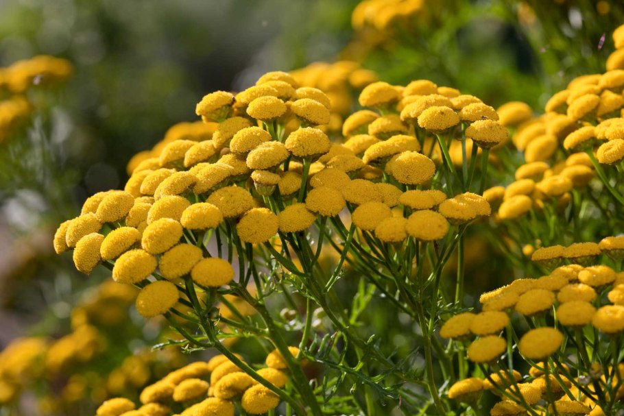 Хризантема шаровидная в японском саду