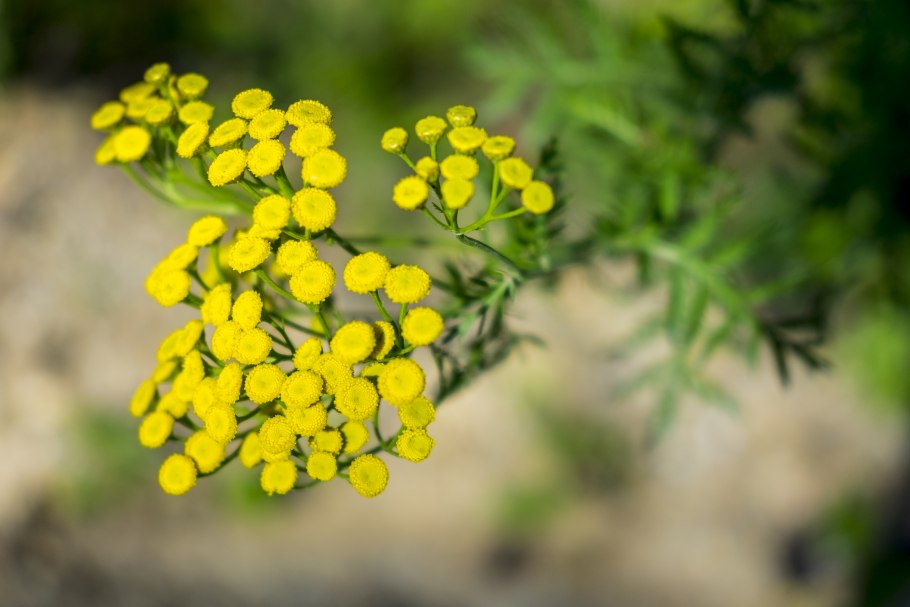 Пижма ( трава и цветы) 50гр.