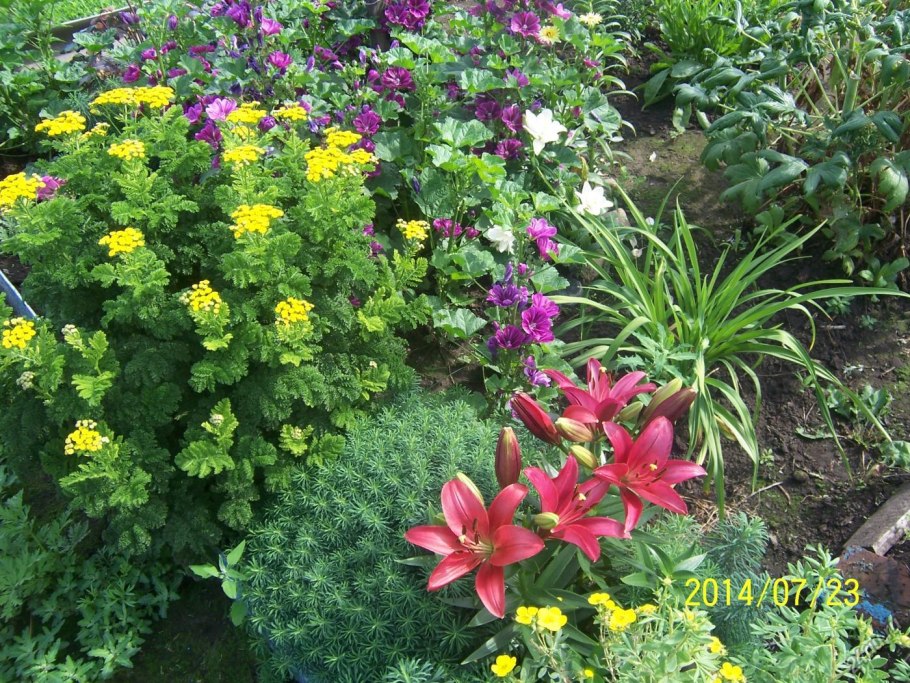 Палисадник роза лилейник хоста