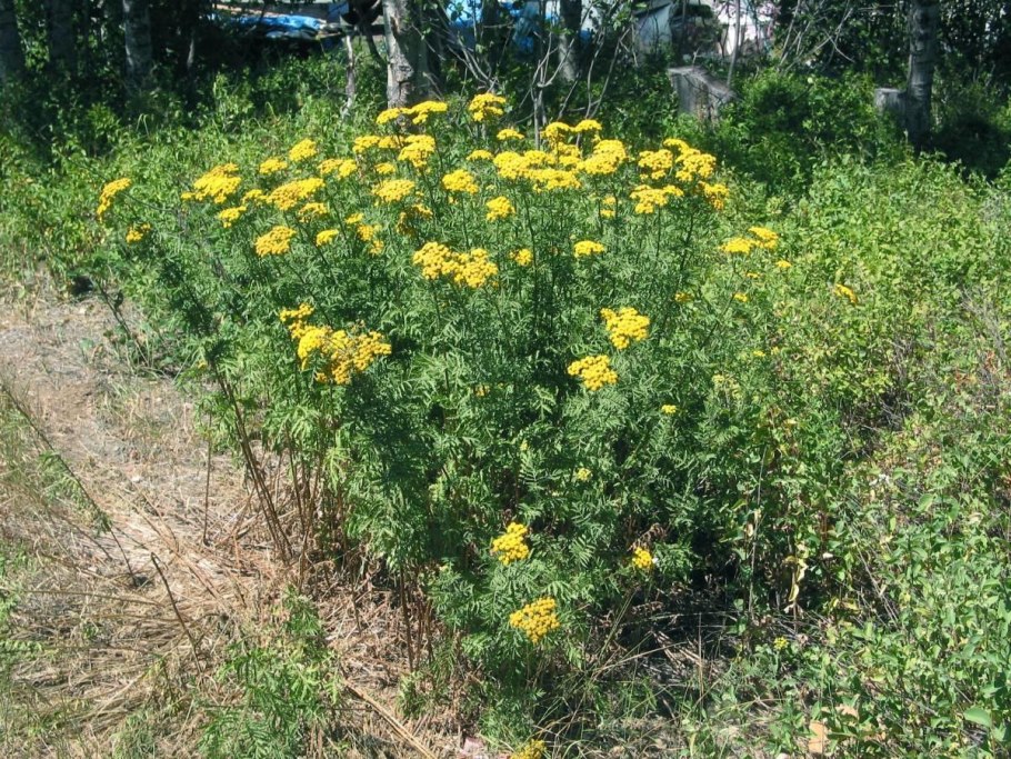 Пижма обыкновенная tanacetum vulgare